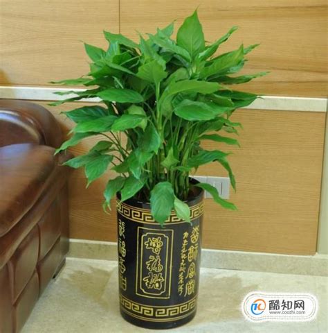 招财植物|30种植物的风水意义，养花人必看